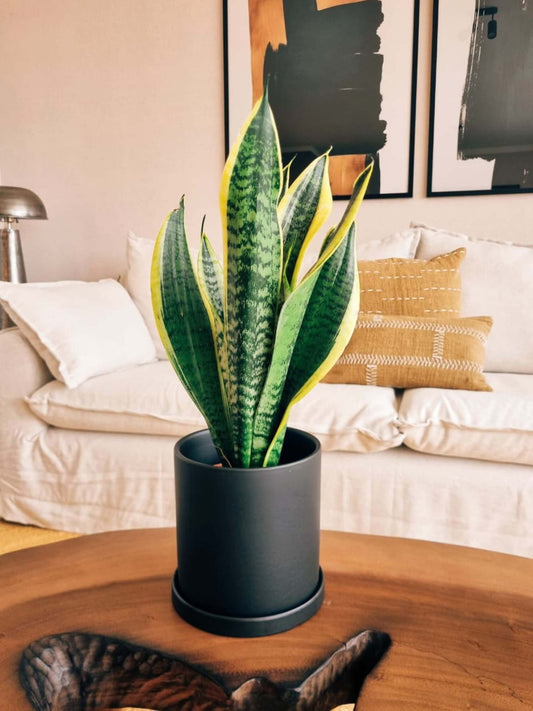 Sansevieria Superba XL + Macetero Nordico - Elige tu color