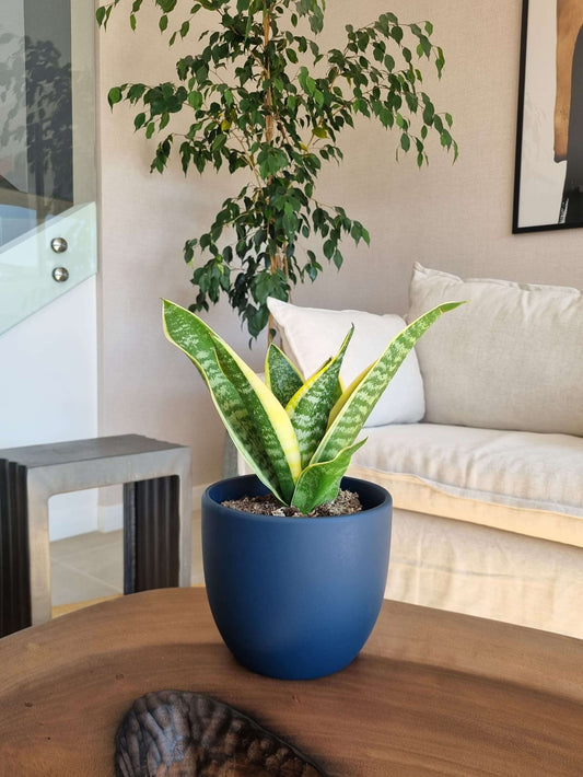 Sansevieria Superba + Macetero Bowl - Elige tu color
