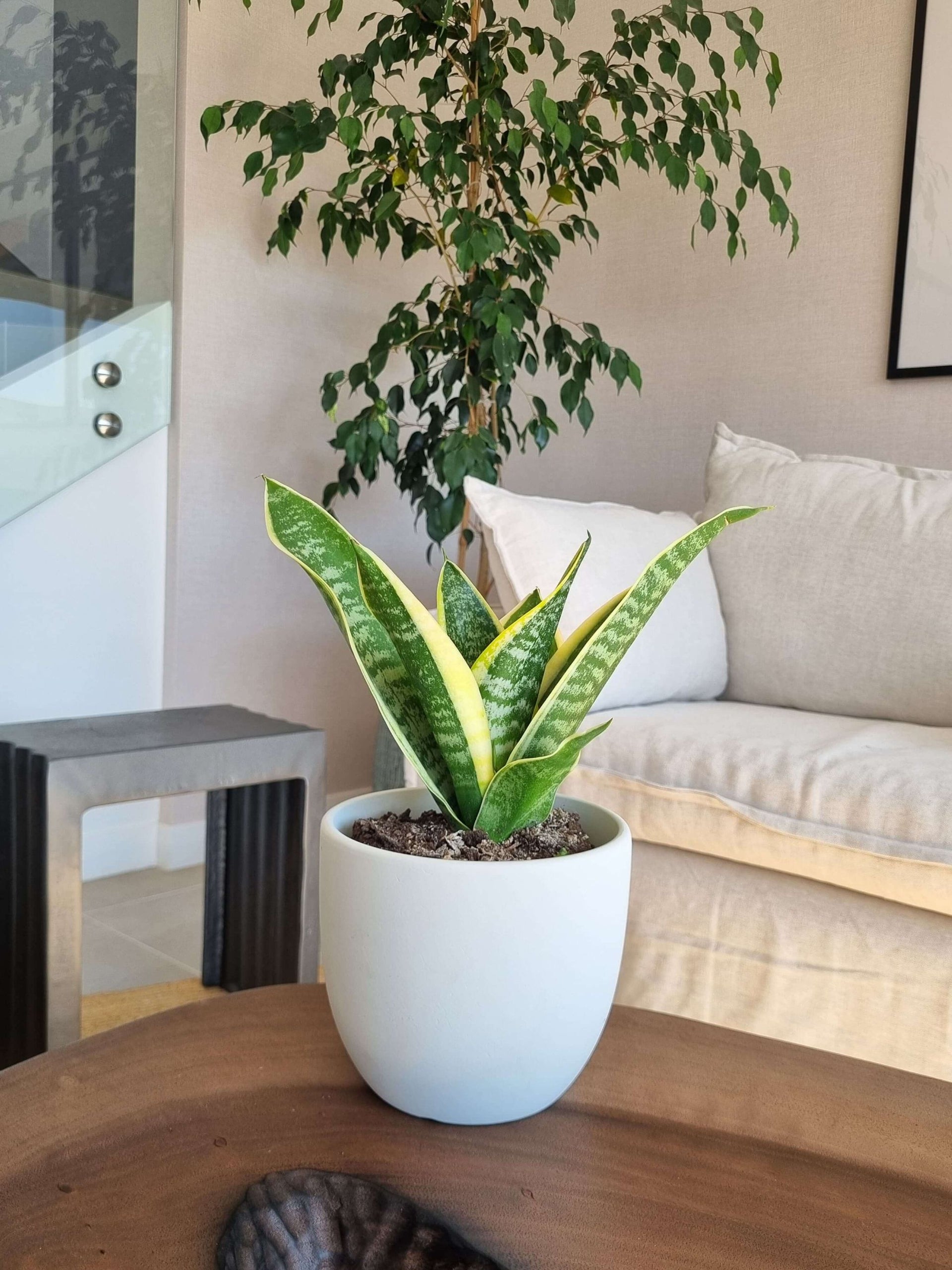 sansevieria superba cuidados Sansevieria Superba – Garden Room