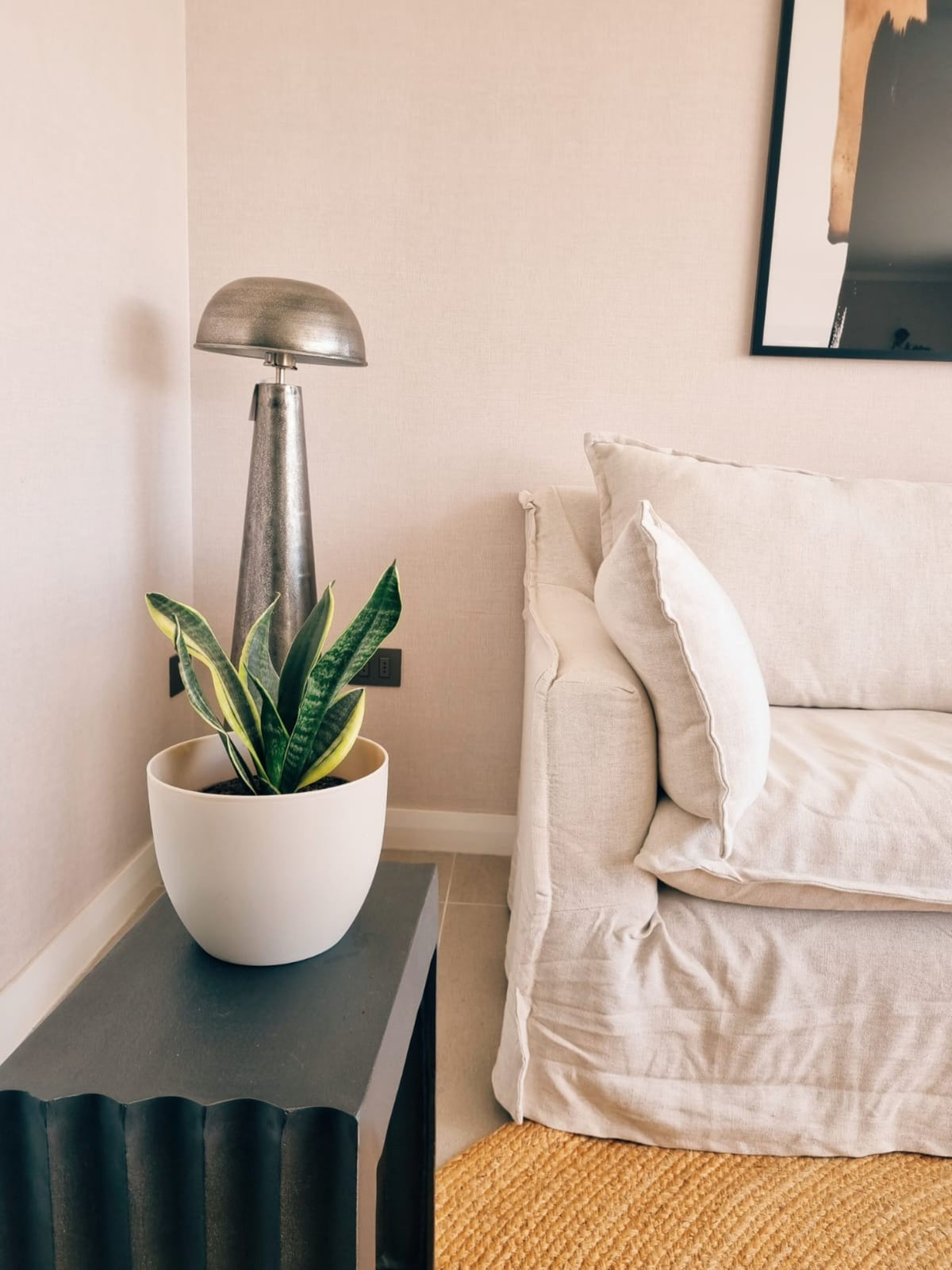Sansevieria Superba + Macetero Cuenco - Elige tu color