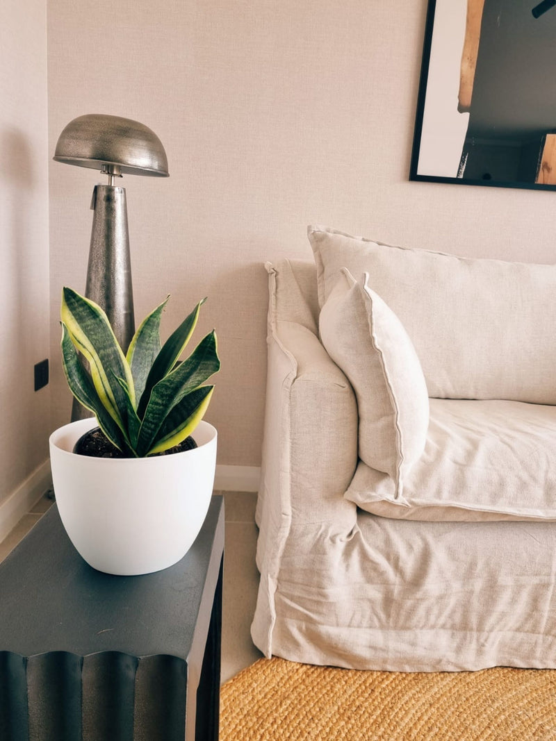 Sansevieria Superba + Macetero Cuenco - Elige tu color