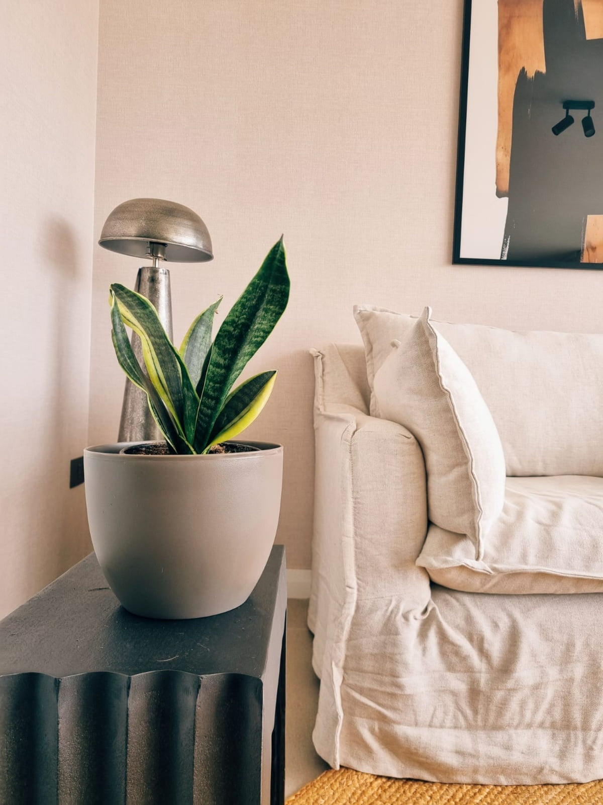 Sansevieria Superba + Macetero Cuenco - Elige tu color