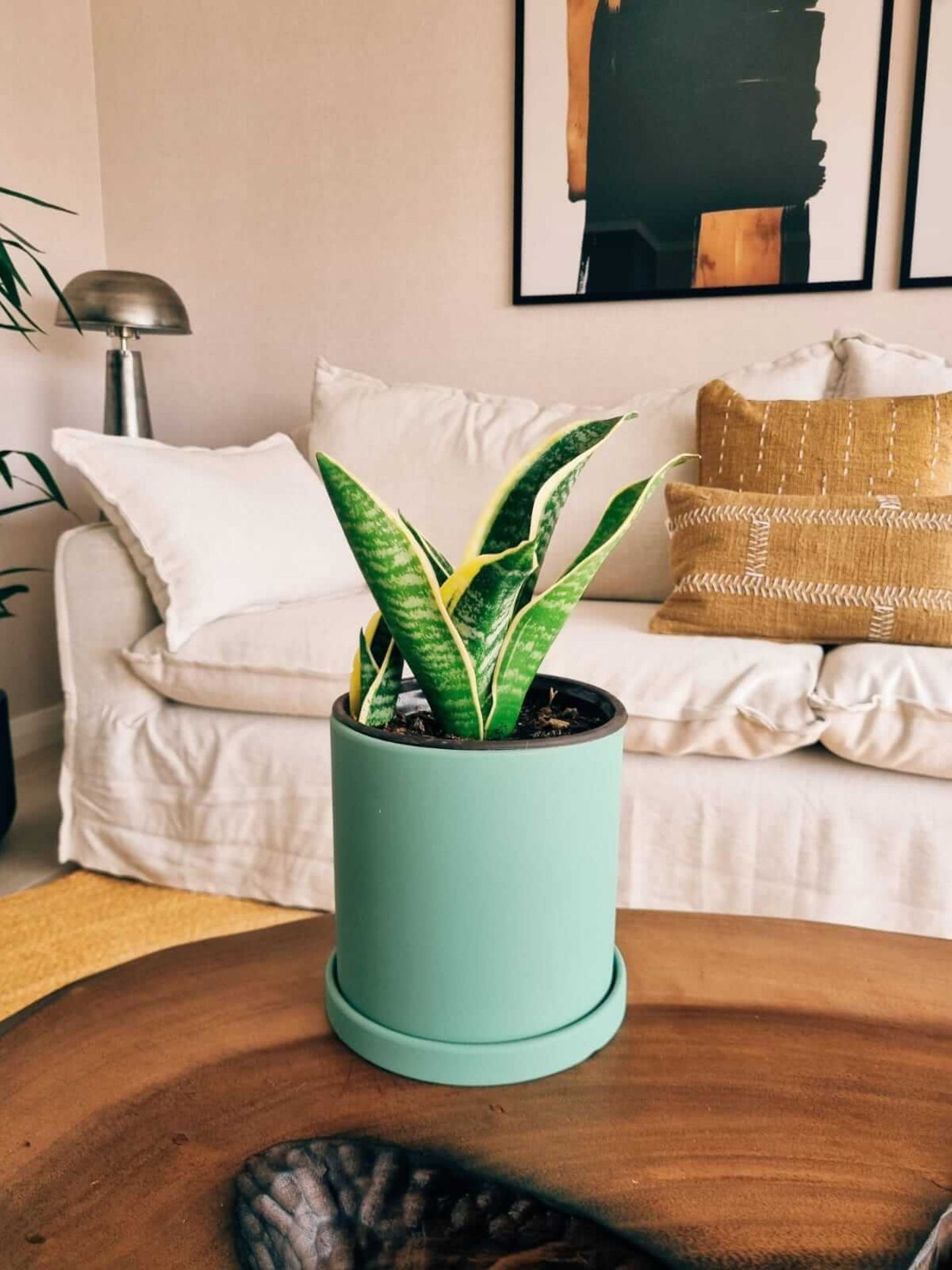 Sansevieria Superba + Macetero Nordico - Elige tu color