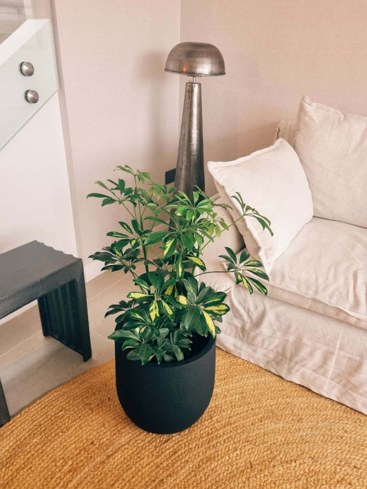 Schefflera XL + Macetero Bruma - Elige tu color