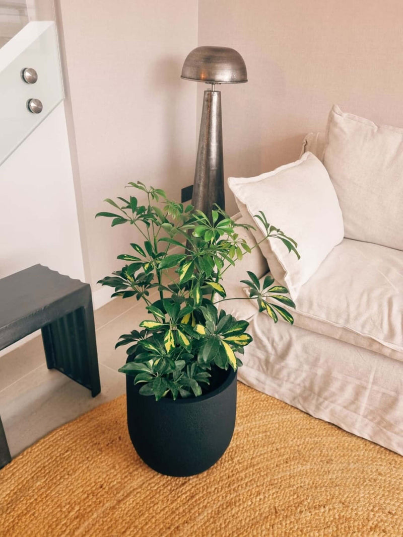 Schefflera XL + Macetero Bruma - Elige tu color