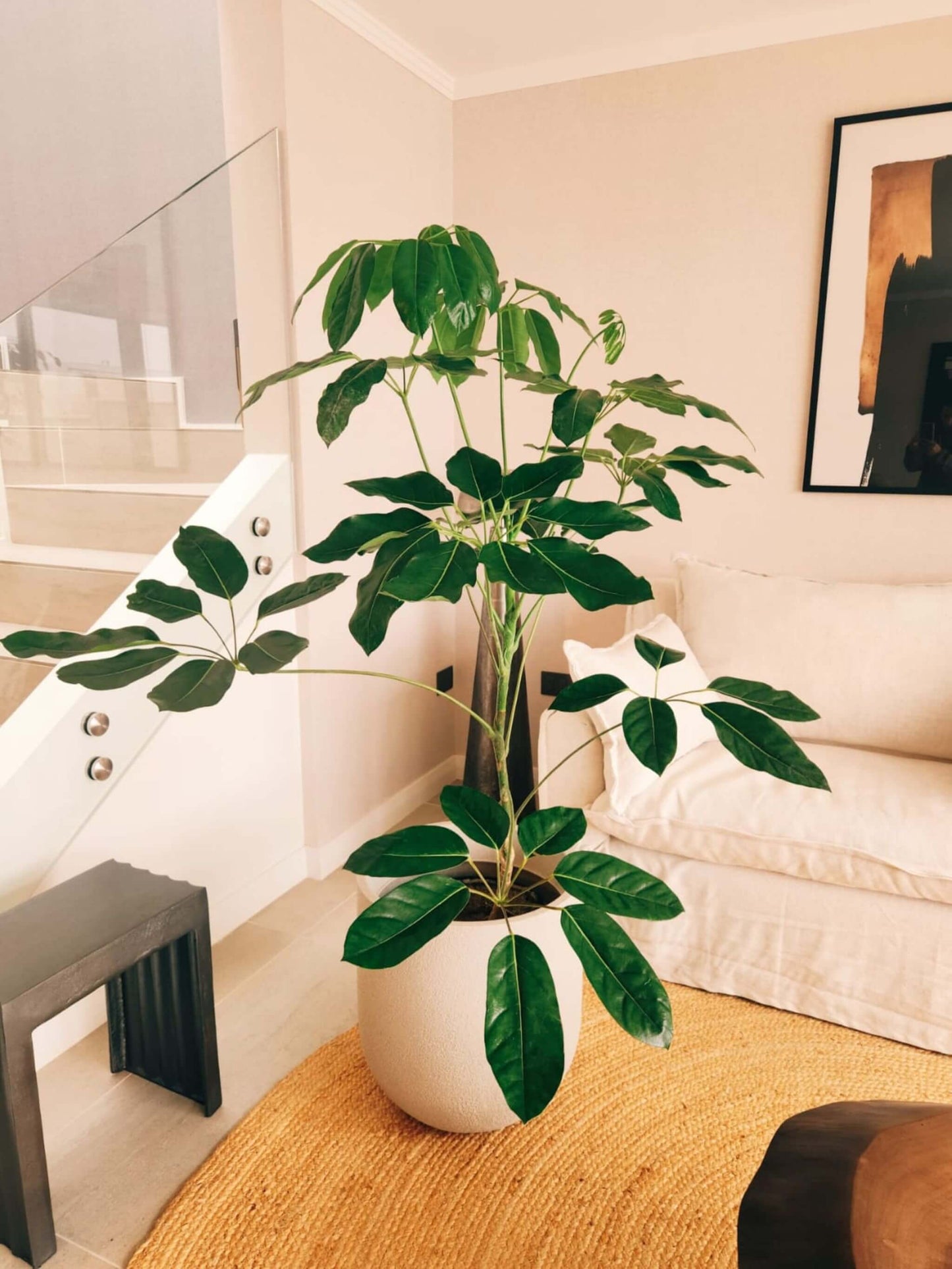 Schefflera Actinophylla XXL + Macetero Bruma - Elige tu color