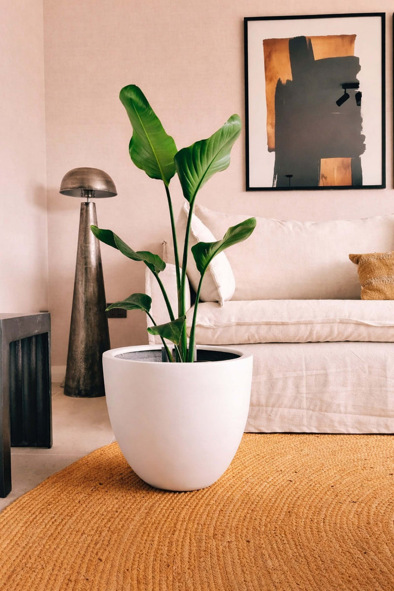 Strelitzia Nicolai XL (Ave del paraíso) + Macetero Autorregante Origen - Elige tu color