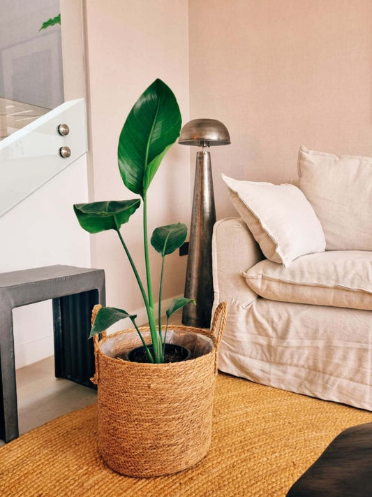 Strelitzia Nicolai (Ave del paraíso) + Canasto Rustic XXL