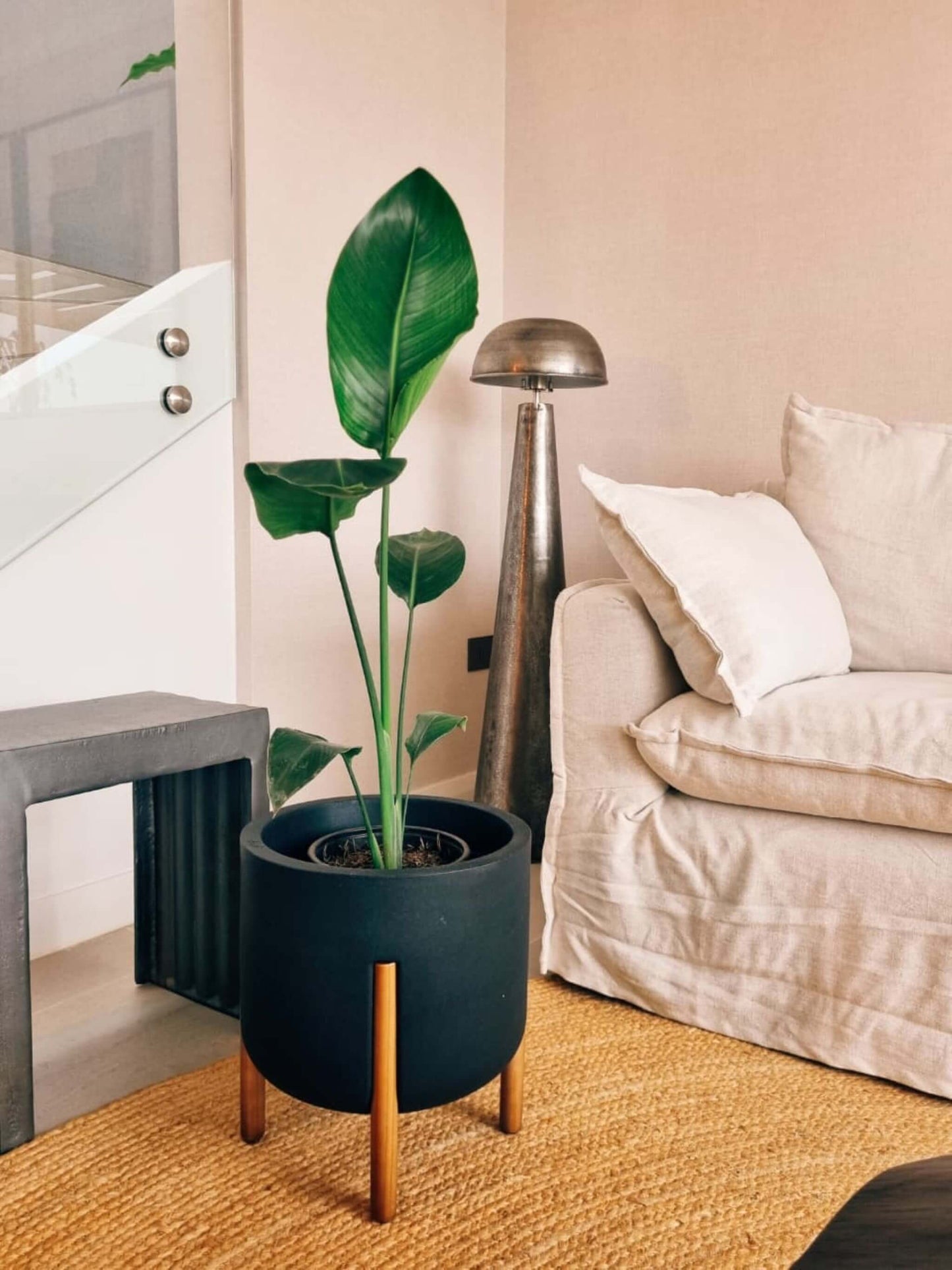Strelitzia Nicolai (Ave del paraíso) + Macetero Elevé - Elige tu color