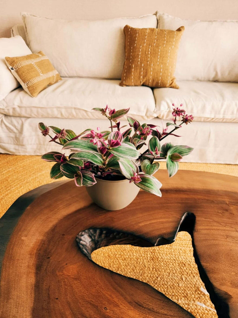 Tradescantia Nanouk + Macetero Cuenco - Elige tu color