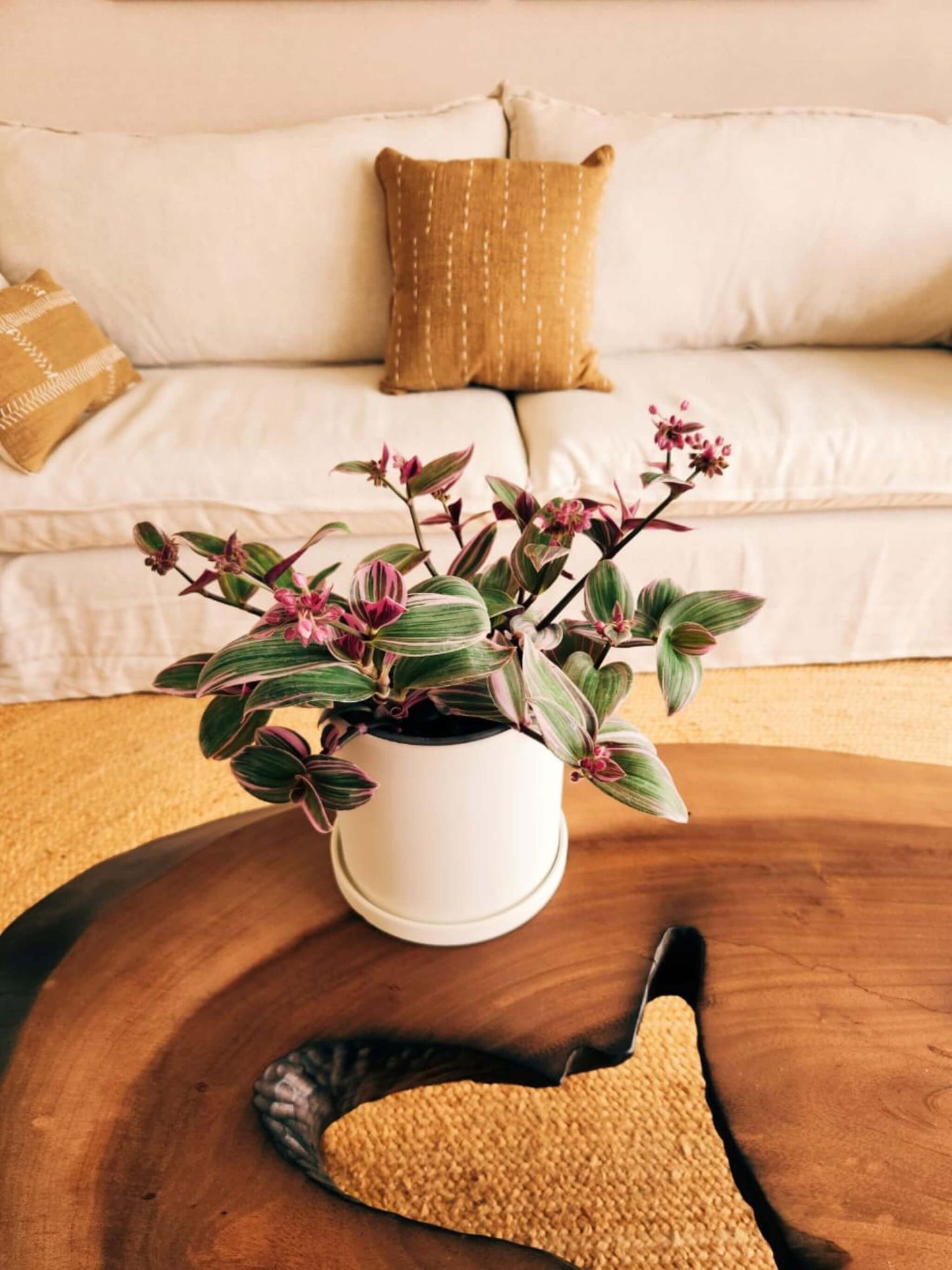 Tradescantia Nanouk + Macetero Nórdico - Elige tu color