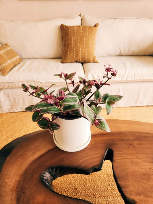 Tradescantia Nanouk + Macetero Nórdico - Elige tu color