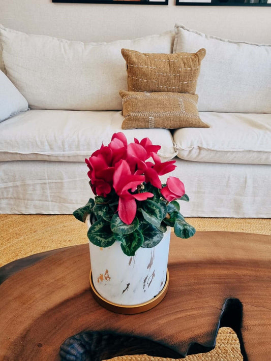 Violeta de Persia Fucsia + Macetero Nordico Marmol