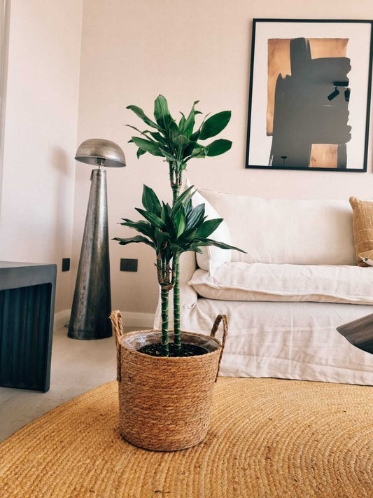 Dracena Golden Dream Dúo XL + Canasto Rustic - Elige tu color