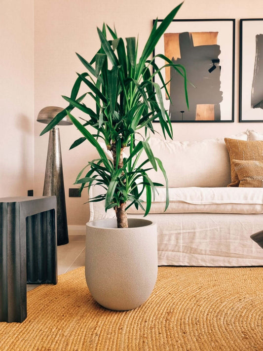 Yucca Doble XXL