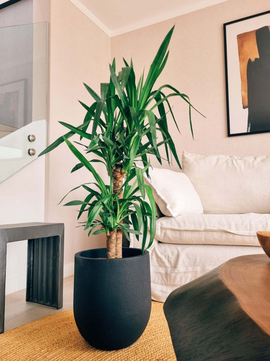 Yucca Doble XL + Macetero Bruma - Elige tu color