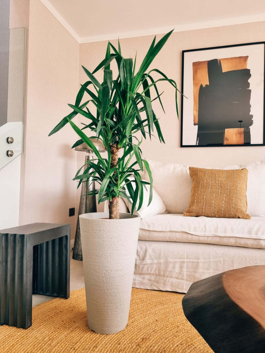 Yucca Doble XL + Macetero Torre - Elige tu color