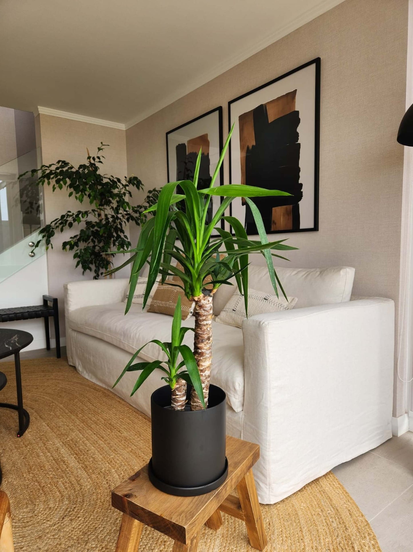 Yucca Doble
