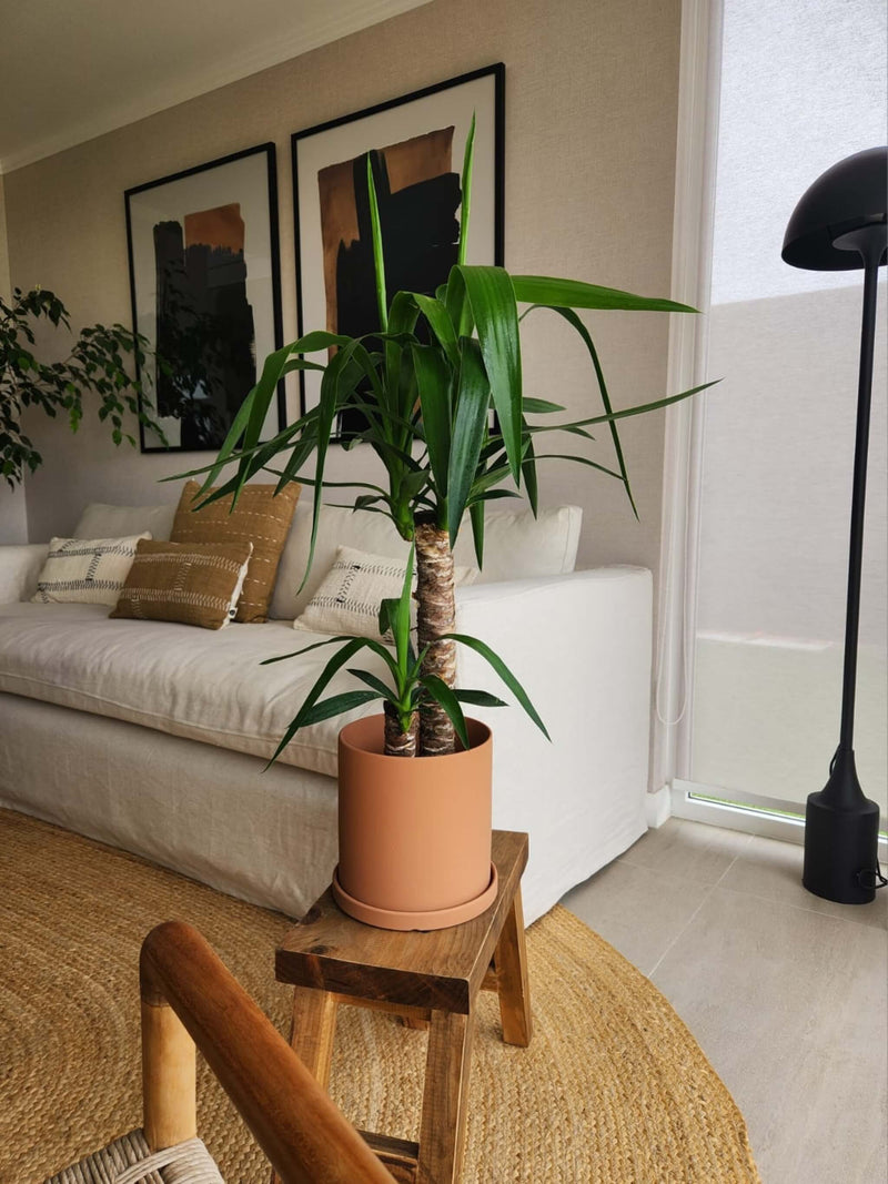 Yucca Doble