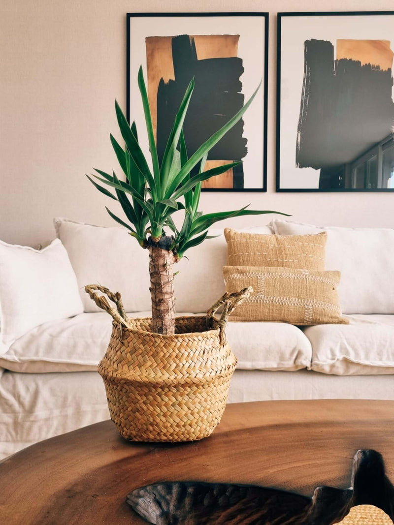 Yucca Simple + Canasto Isa
