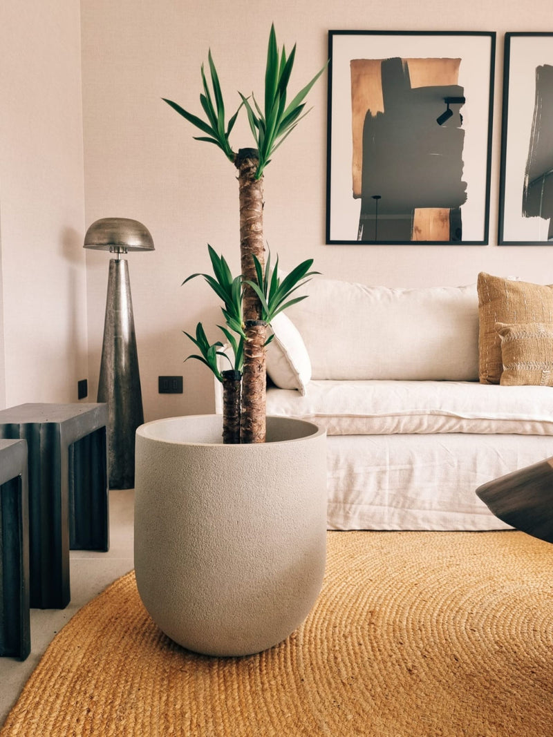 Yucca Triple XXL + Macetero Bruma - Elige tu color