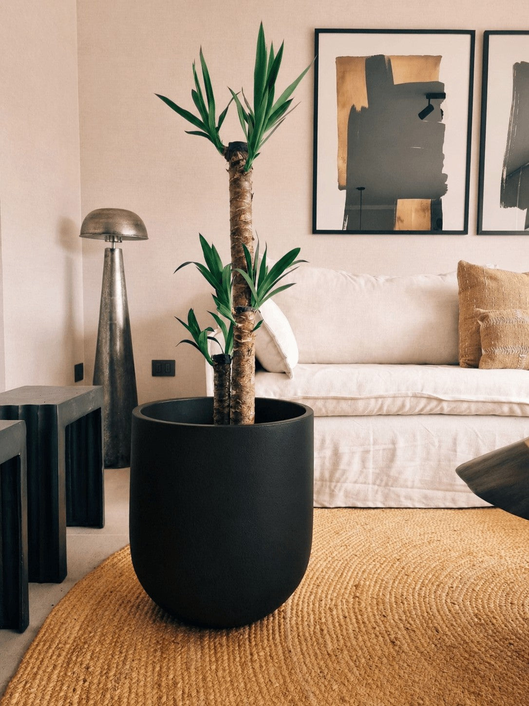 Yucca Triple XXL + Macetero Bruma - Elige tu color