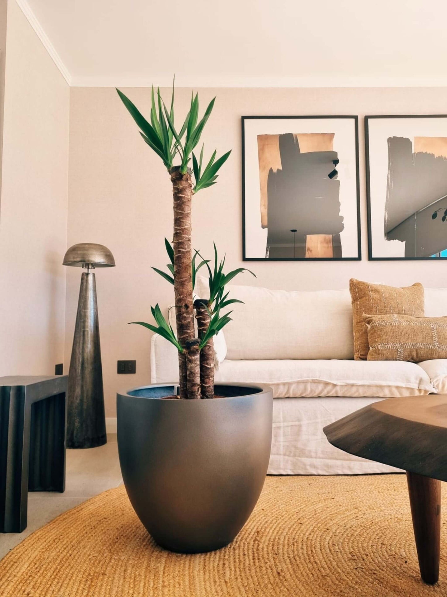 Yucca Triple XXL + Macetero Autorregante Origen - Elige tu color