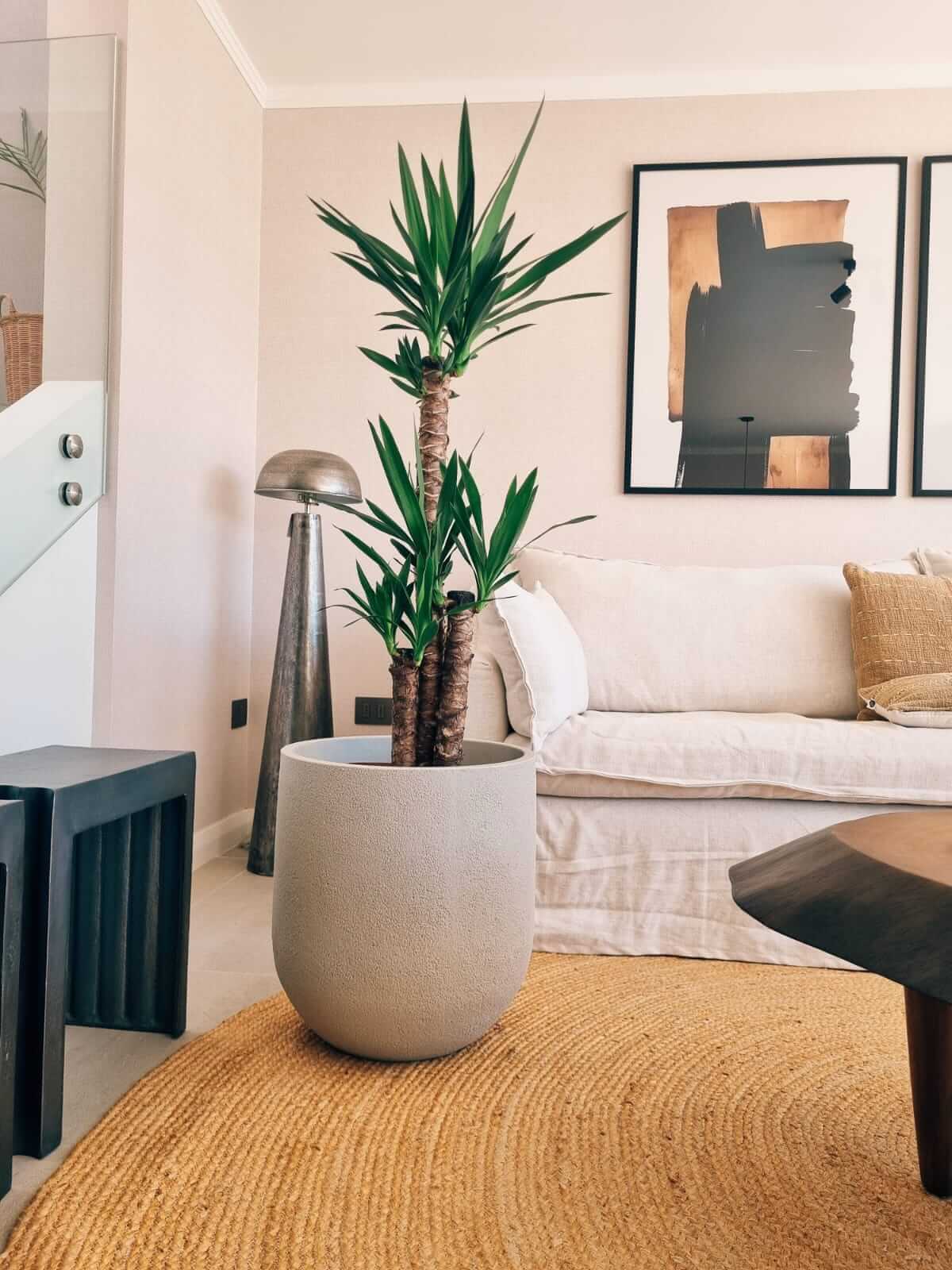 Yucca Triple XXL + Macetero Bruma - Elige tu color