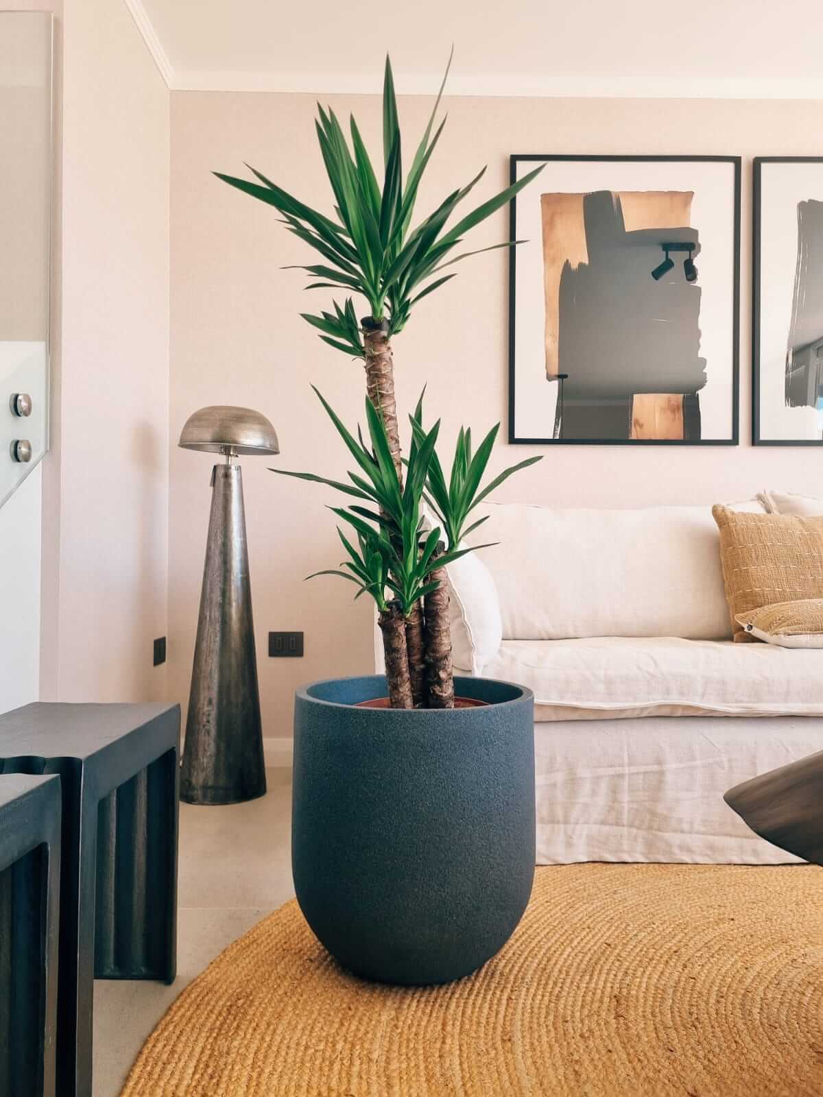 Yucca Triple XXL + Macetero Bruma - Elige tu color