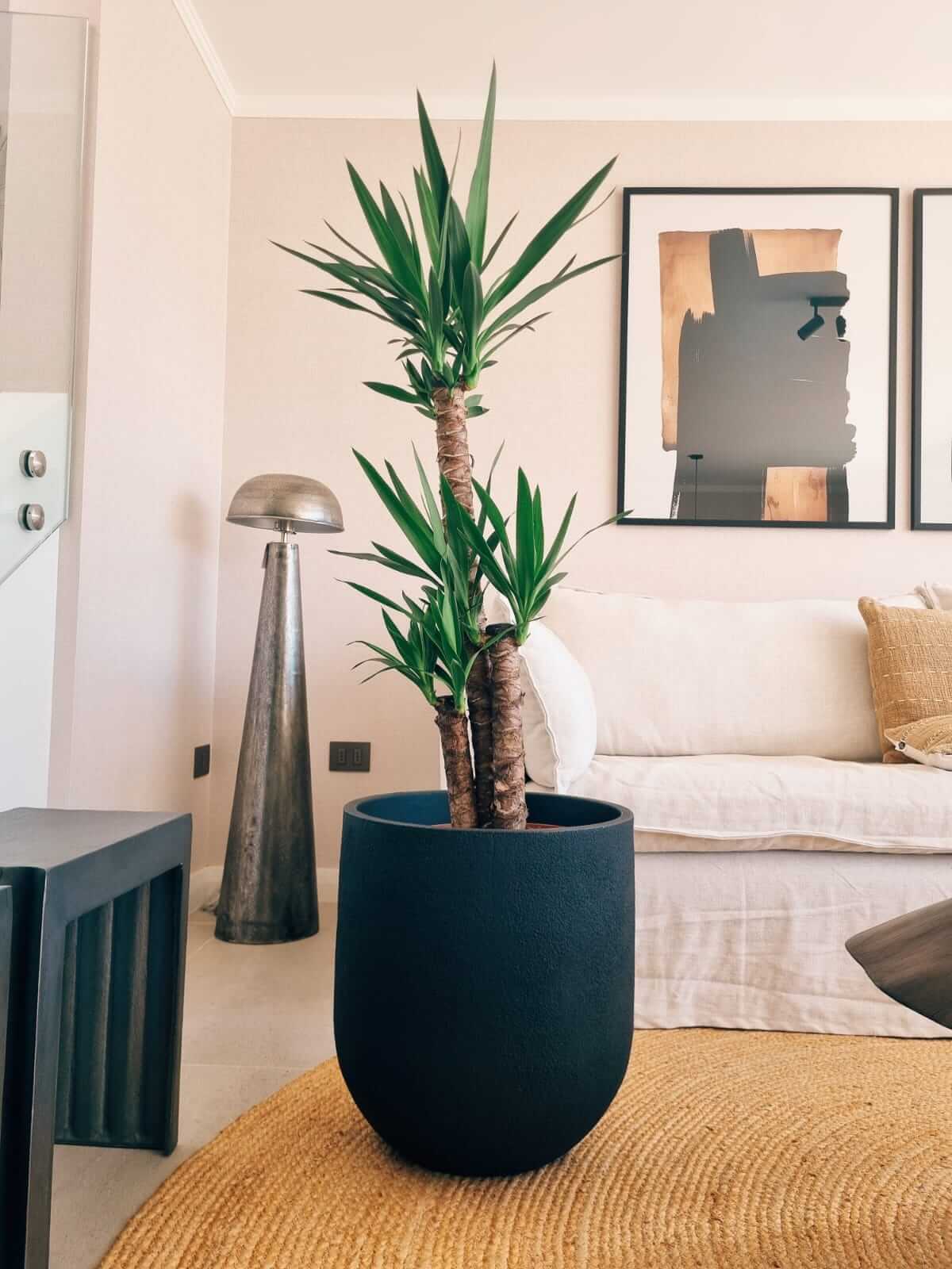 Yucca Triple XXL + Macetero Bruma - Elige tu color