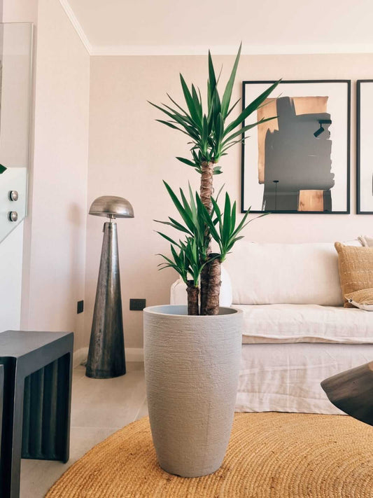 Yucca Triple XXL + Macetero Cónico - Elige tu color