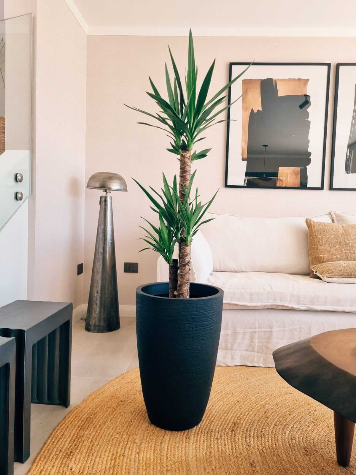 Yucca Triple XXL + Macetero Cónico - Elige tu color