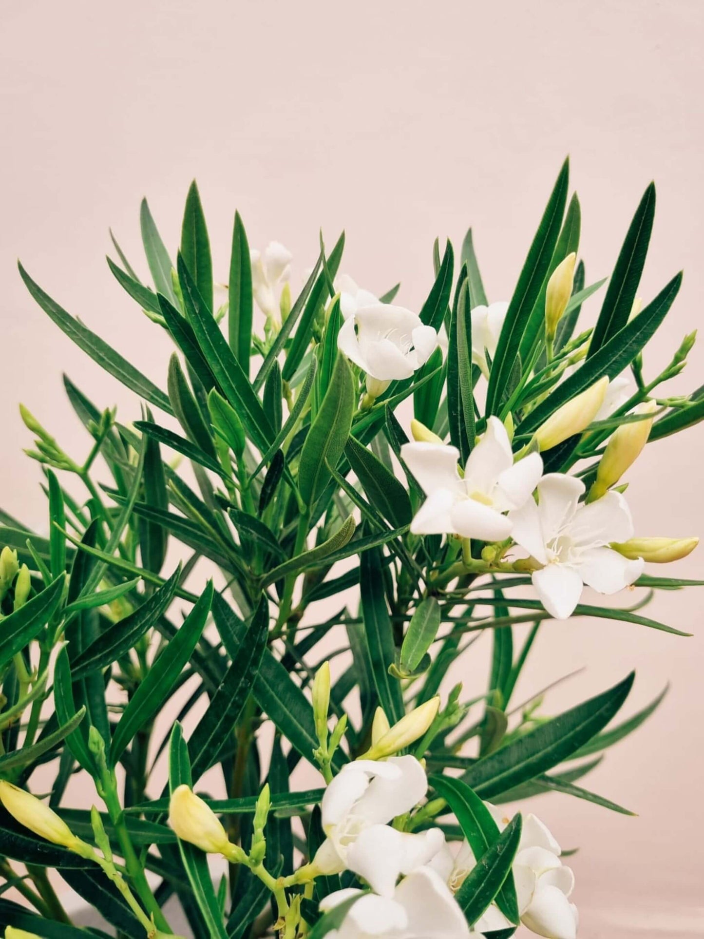 Laurel Enano + Macetero Bruma - Elige tu color