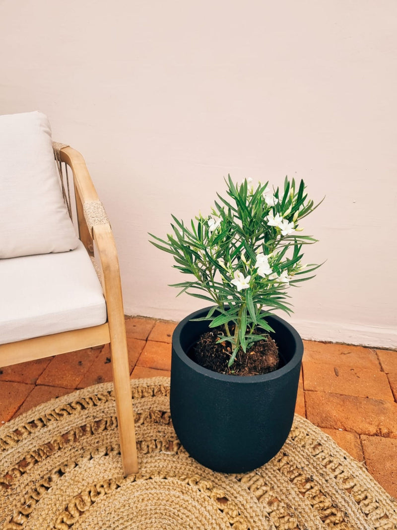 Laurel Enano + Macetero Bruma - Elige tu color