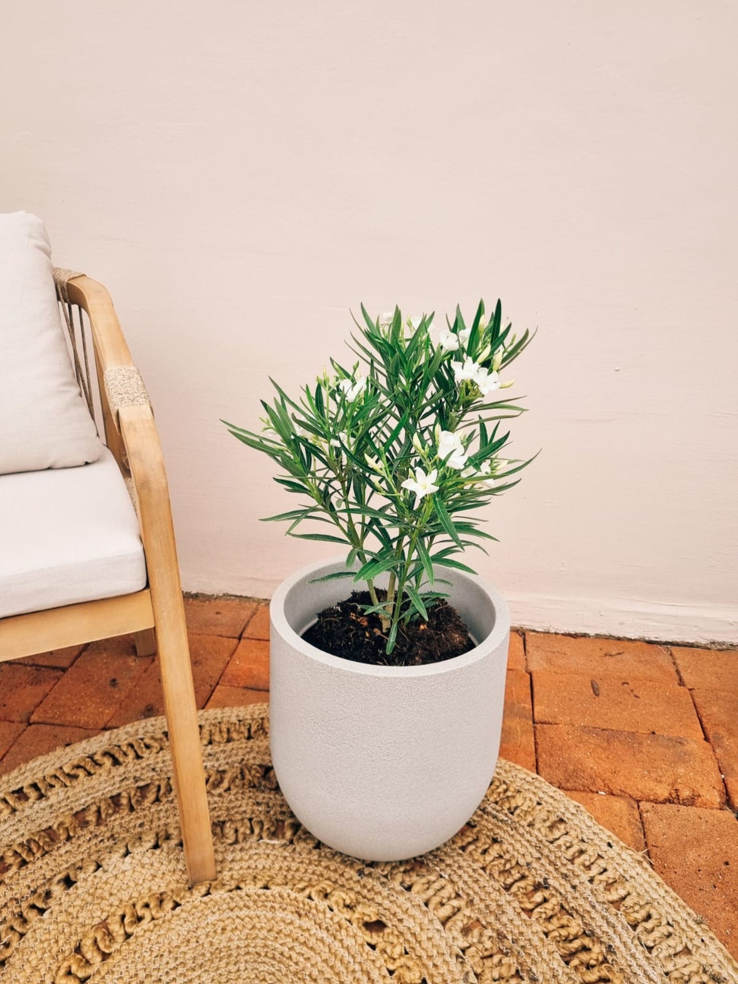 Laurel Enano + Macetero Bruma - Elige tu color