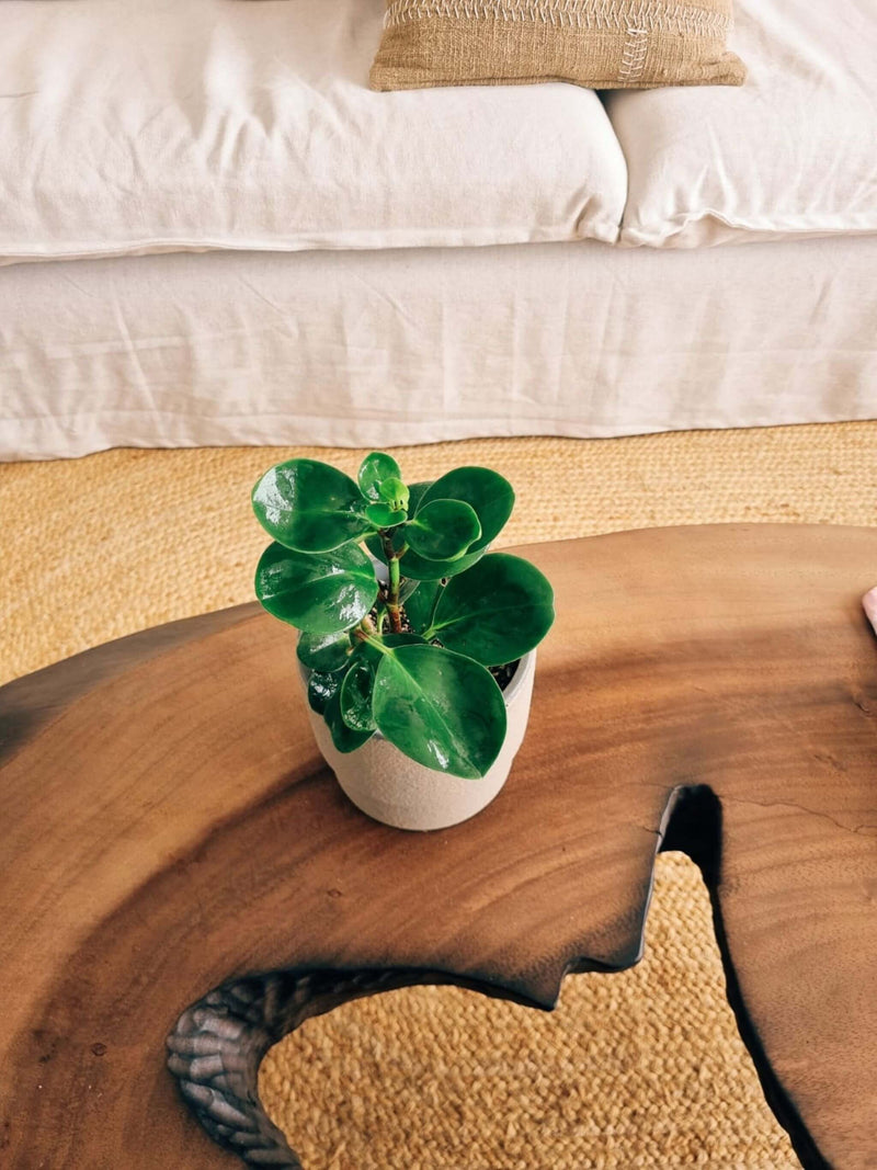 Peperomia Obtusifolia  + Macetero Terra - Elige tu color