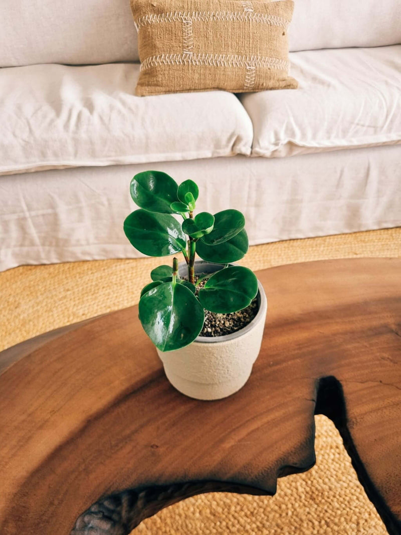 Peperomia Obtusifolia  + Macetero Terra - Elige tu color