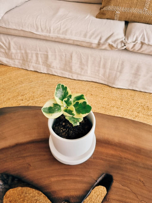 Peperomia Obtusifolia Variegada + Macetero Flo