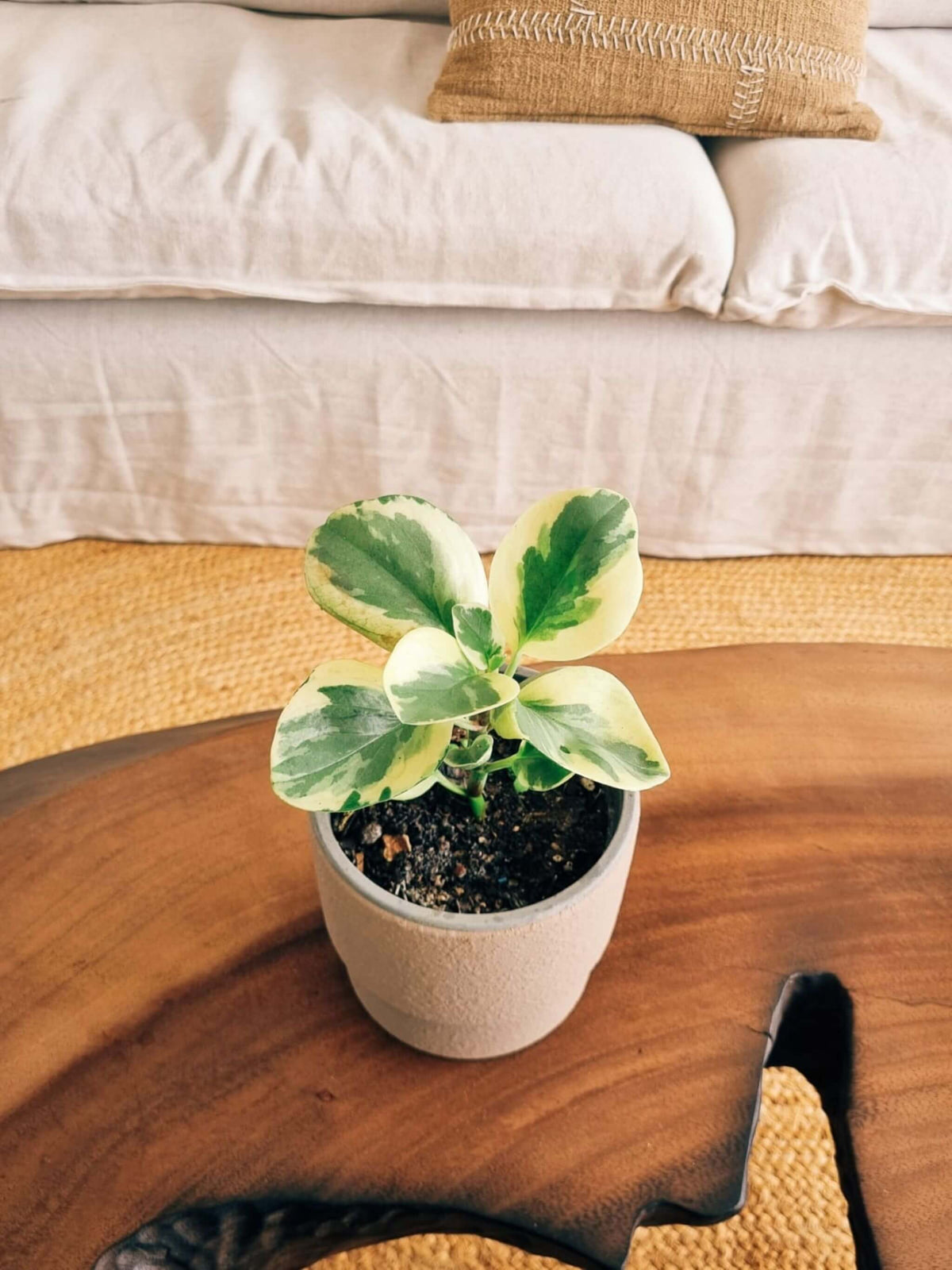 Peperomia Obtusifolia Variegada + Macetero Terra - Elige tu color
