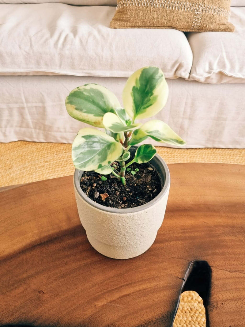 Peperomia Obtusifolia Variegada + Macetero Terra - Elige tu color