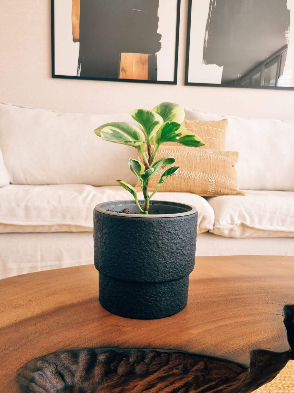 Peperomia Obtusifolia Variegada + Macetero Terra - Elige tu color