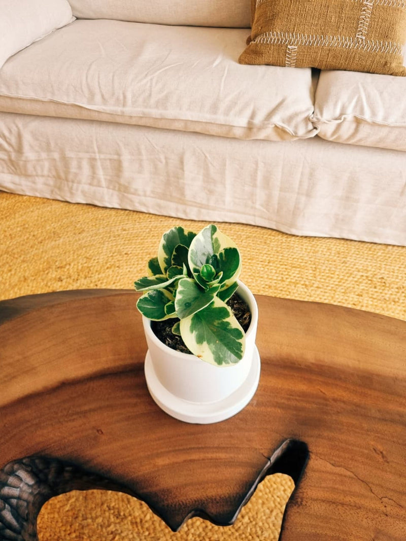 Peperomia Obtusifolia Variegada + Macetero Flo